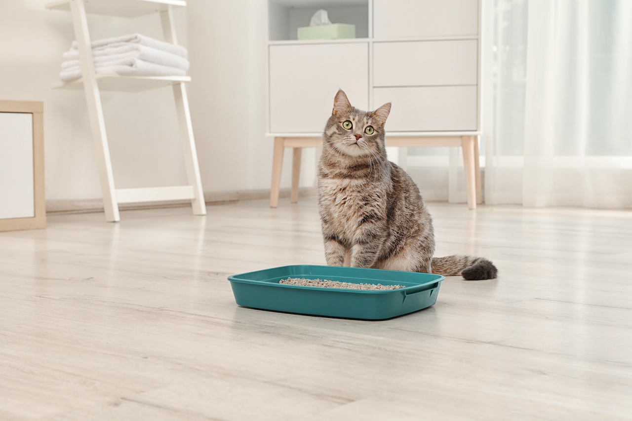 apprendre la propreté à votre chat