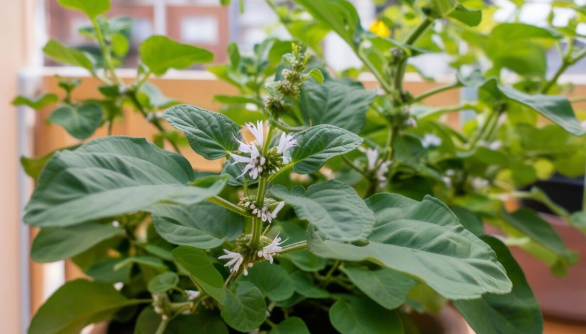 La bergamote sauvage et le Plectranthus colloïdes : les plantes anti-moustiques à adopter sur votre balcon