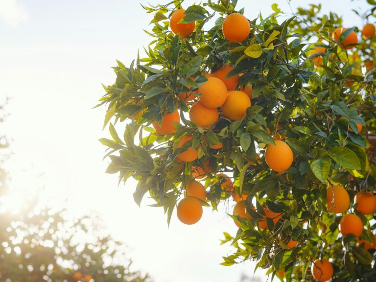 Arbres fruitiers en hiver : les erreurs fatales à éviter pour une belle récolte