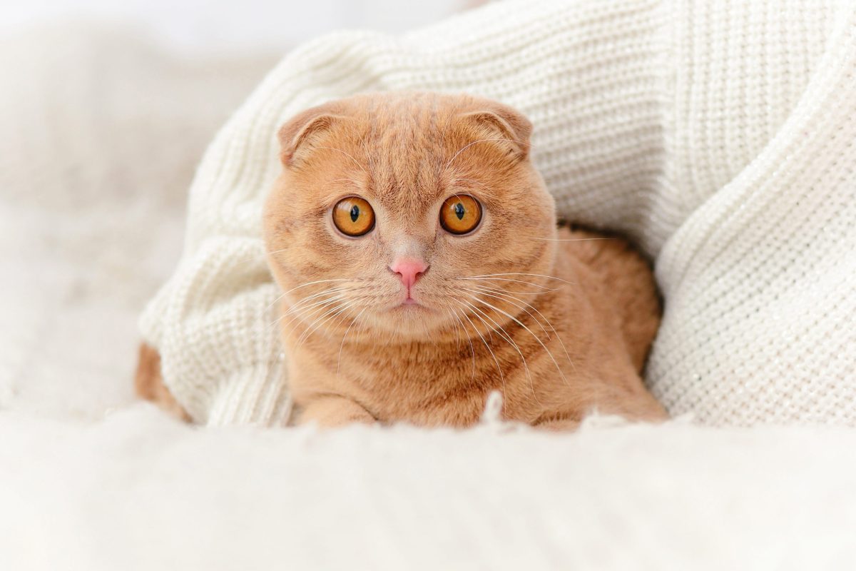Ce chat aux oreilles étonnantes possède un caractère unique