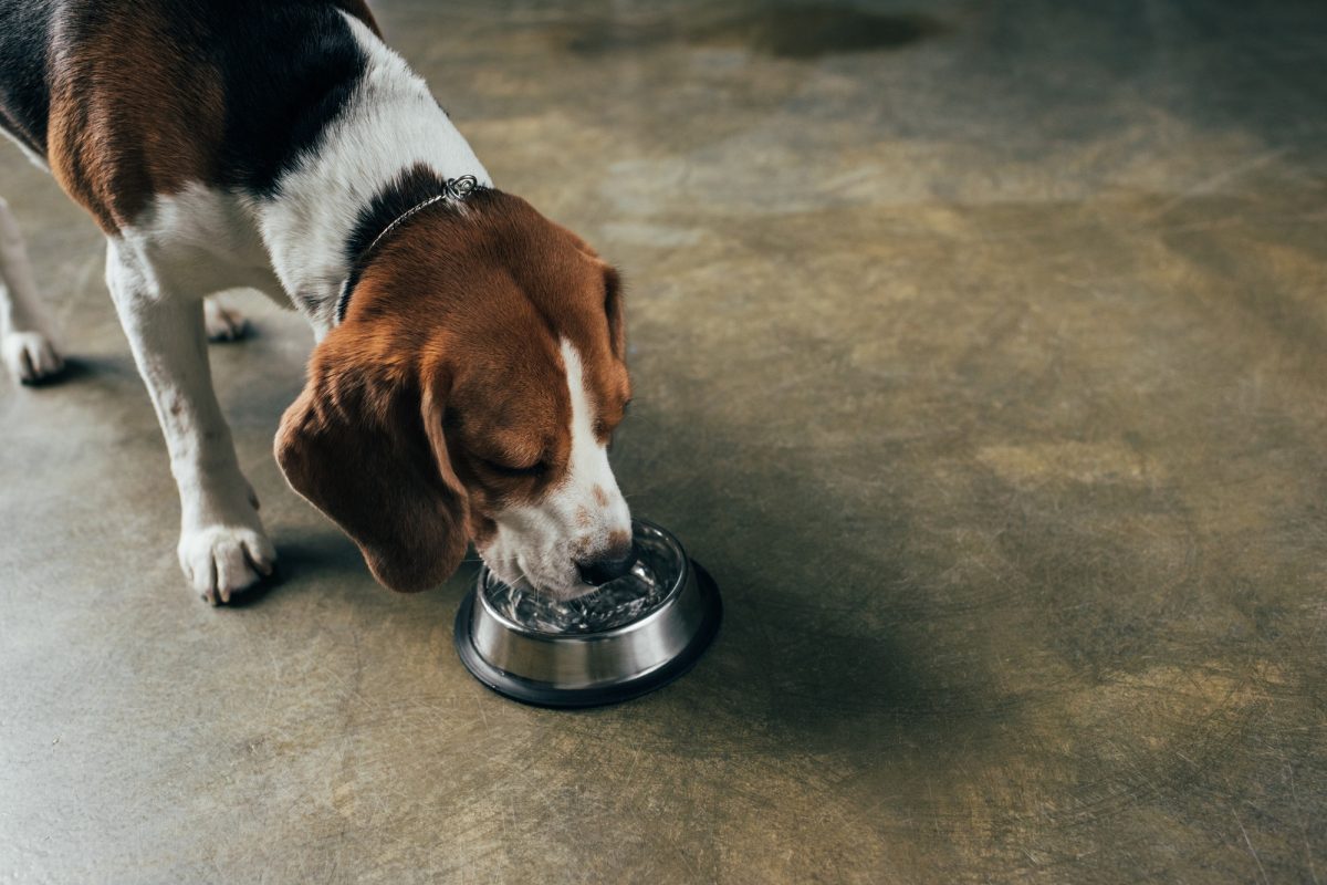 Hiver : ce que vous ignorez sur l'hydratation de votre animal