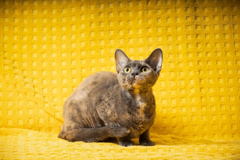Le Devon Rex : ce chat aux boucles surprenantes qui va vous faire craquer