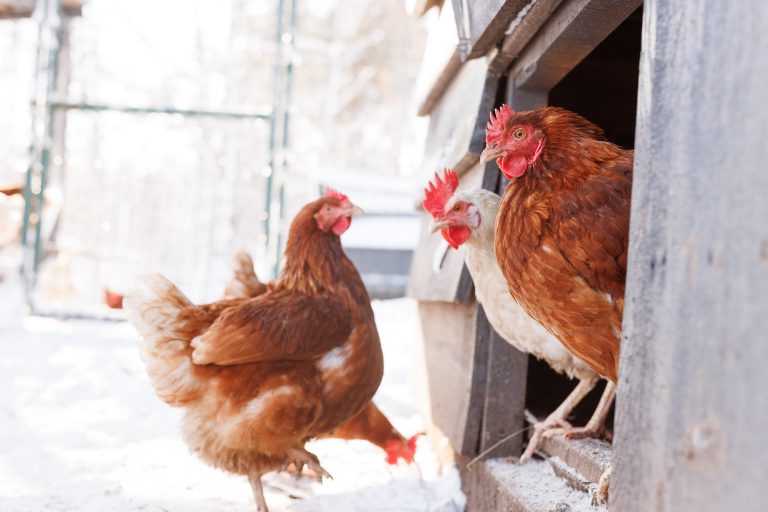 Ne laissez pas vos poules souffrir du froid : Voici comment les protéger cet hiver