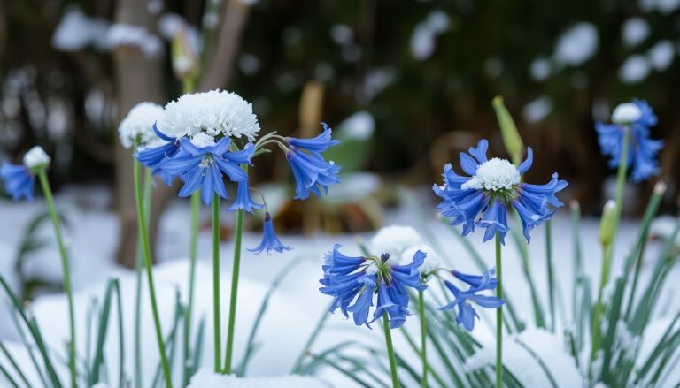 Planter et entretenir des agapanthes en hiver : une excellente idée ou un risque à éviter ?