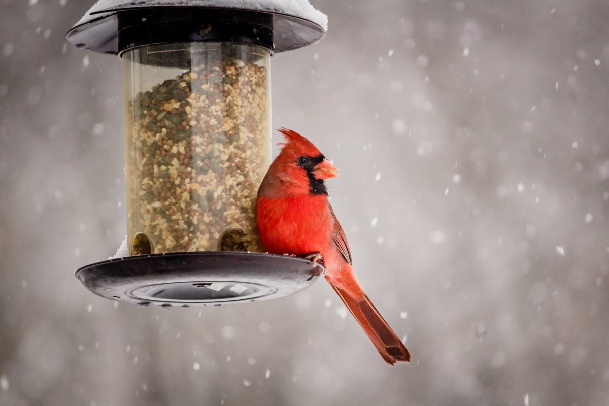 Protéger les oiseaux du froid : voici comment les aider cet hiver