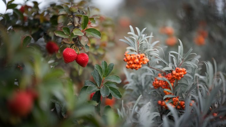 Arbousier et Argousier : deux arbustes aux fruits rouges si différents en réalité