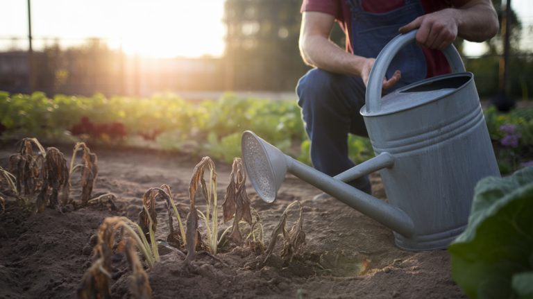 L'erreur fatale que 90% des jardiniers font : pourquoi vos légumes refusent de pousser