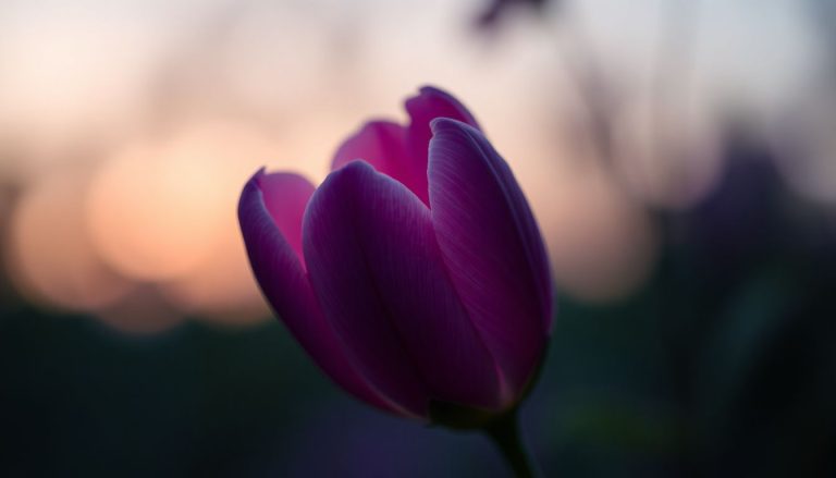 Belle de nuit : cette fleur mystérieuse qui se referme au crépuscule pour libérer son parfum à l'aube