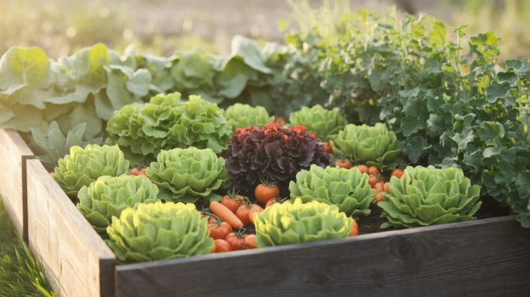 Ce potager en carré à installer maintenant vous donne des légumes frais dès le mois prochain