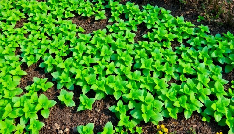 Lierre terrestre : la plante couvre-sol idéale à installer en avril pour un jardin sans mauvaises herbes