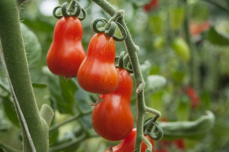 Arrosage des tomates