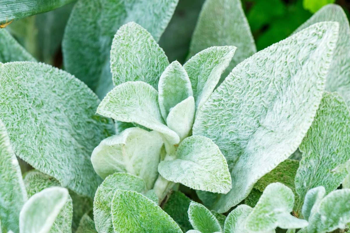 Stachys byzantina