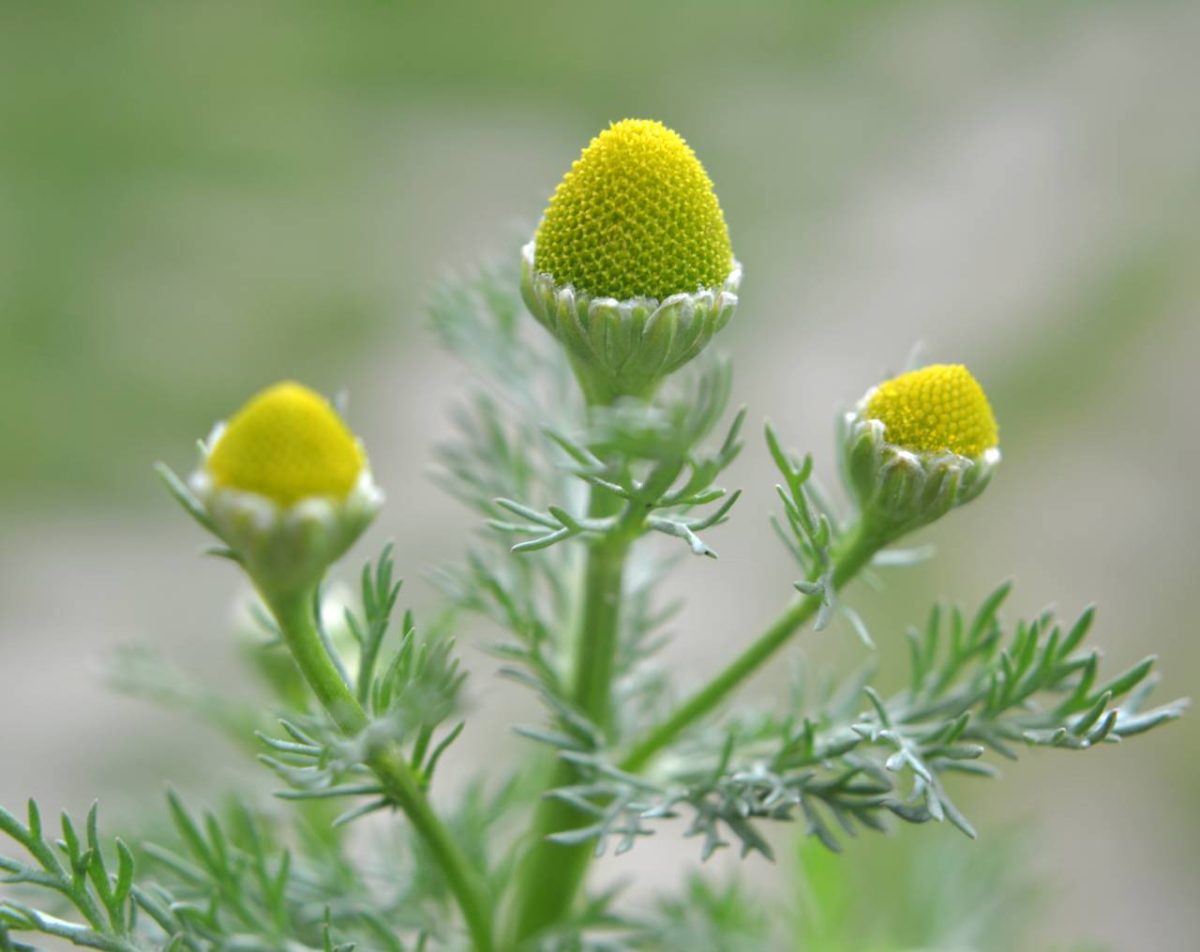 camomille ananas