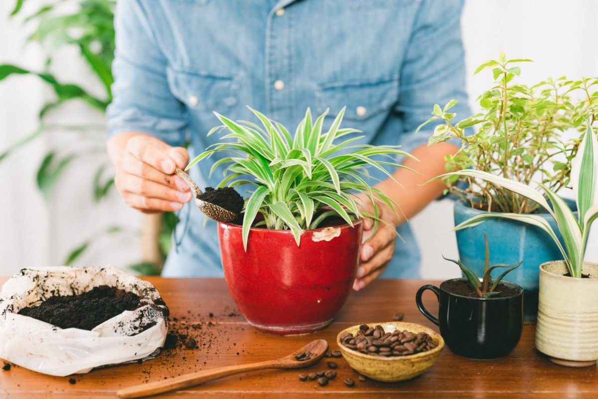 marc de café et plantes