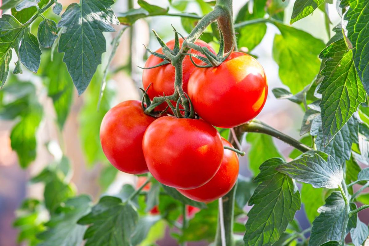 tomate jardin
