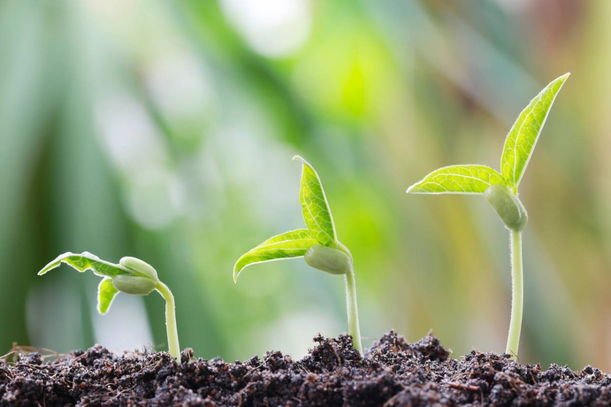 haricots germination