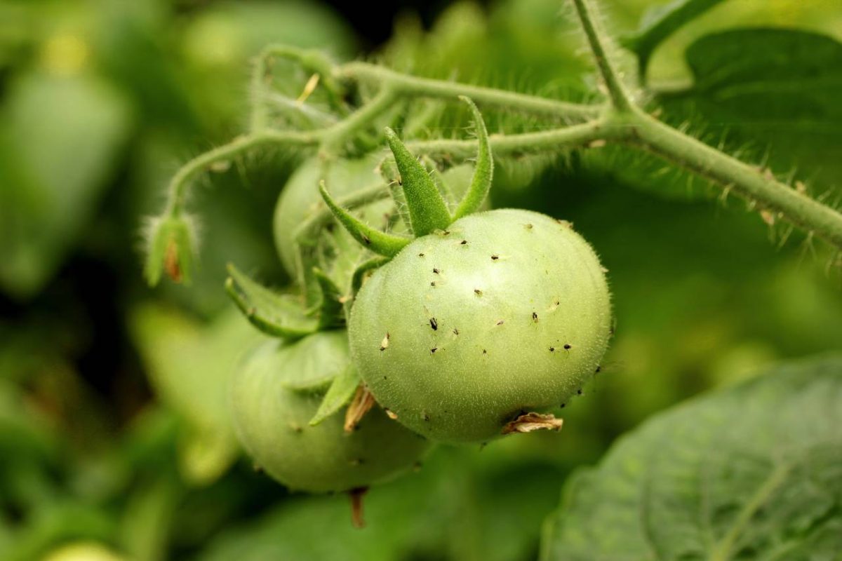 Pucerons sur tomates