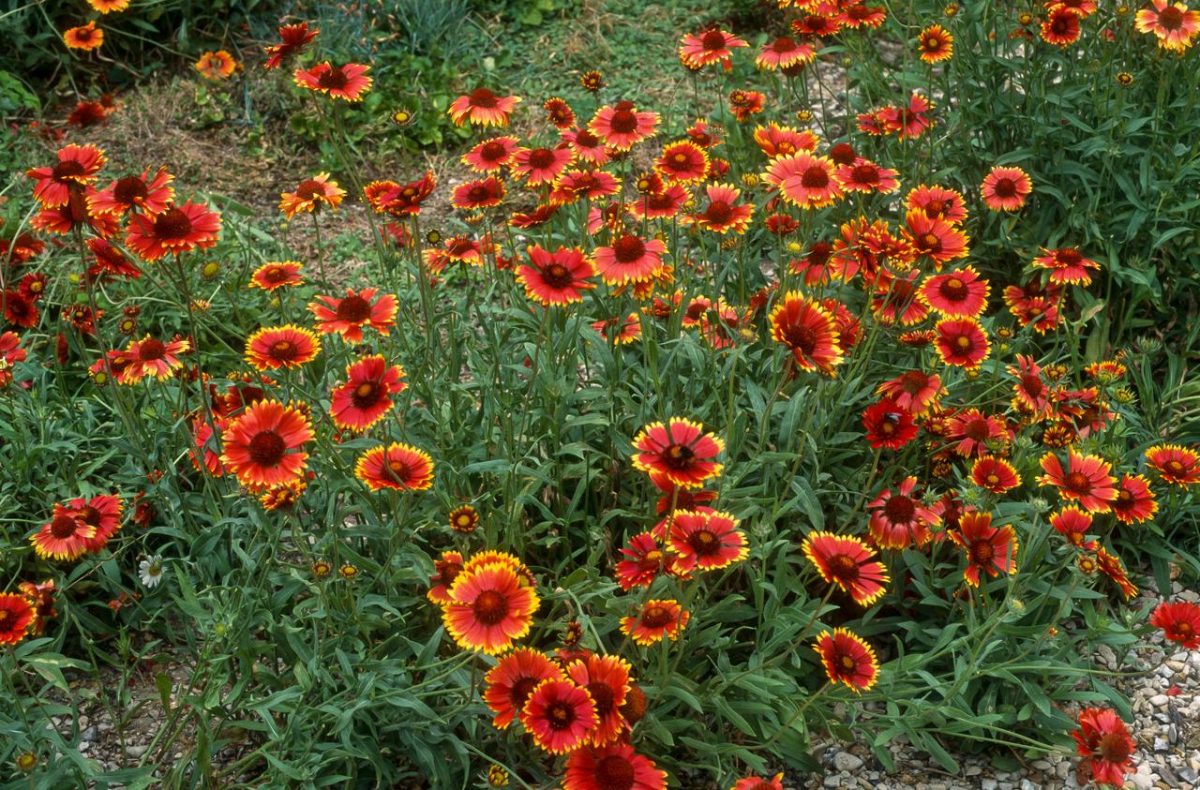Gaillarde, la fleur qui résiste à tout : elle fleurit tout l’été sans une goutte d’eau