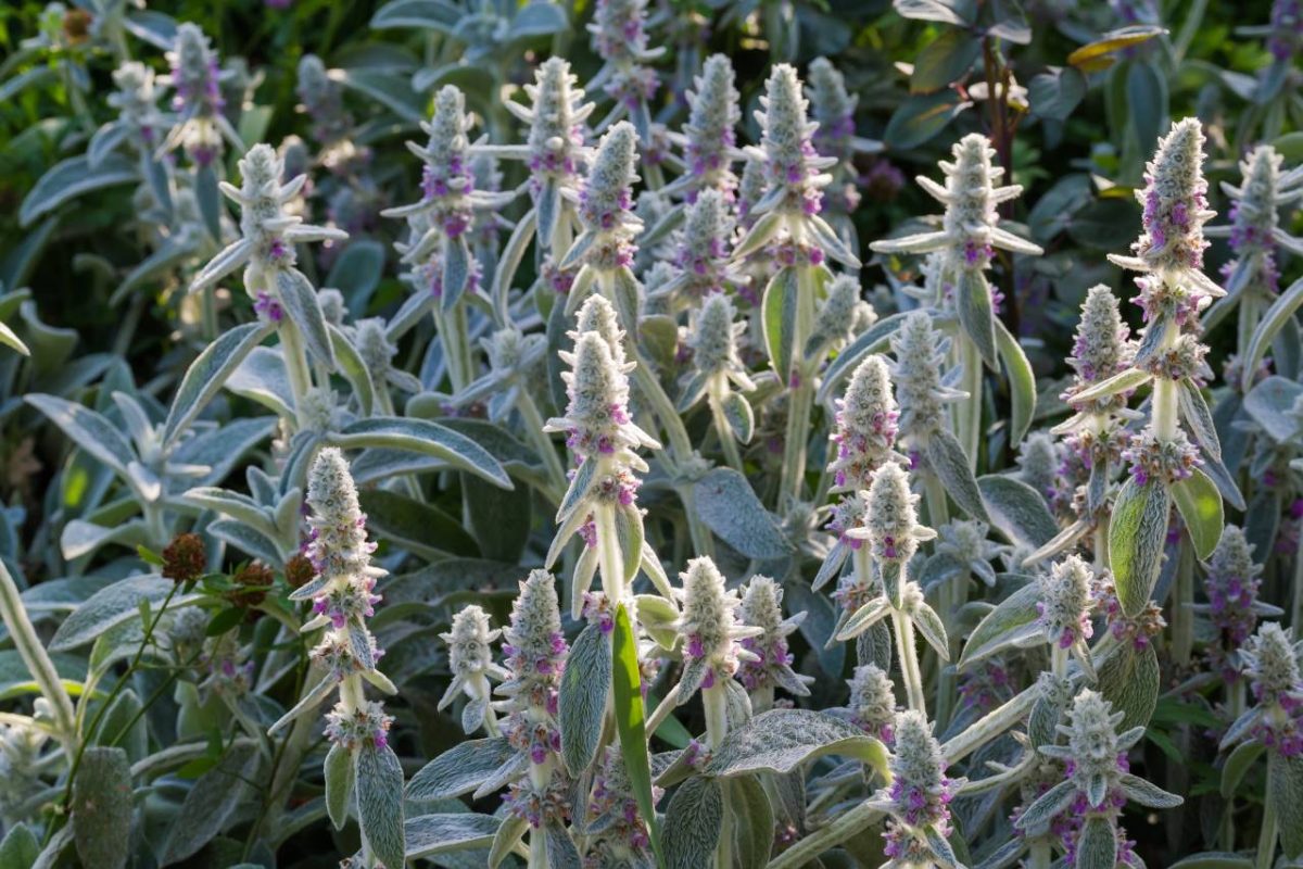 stachys byzantina