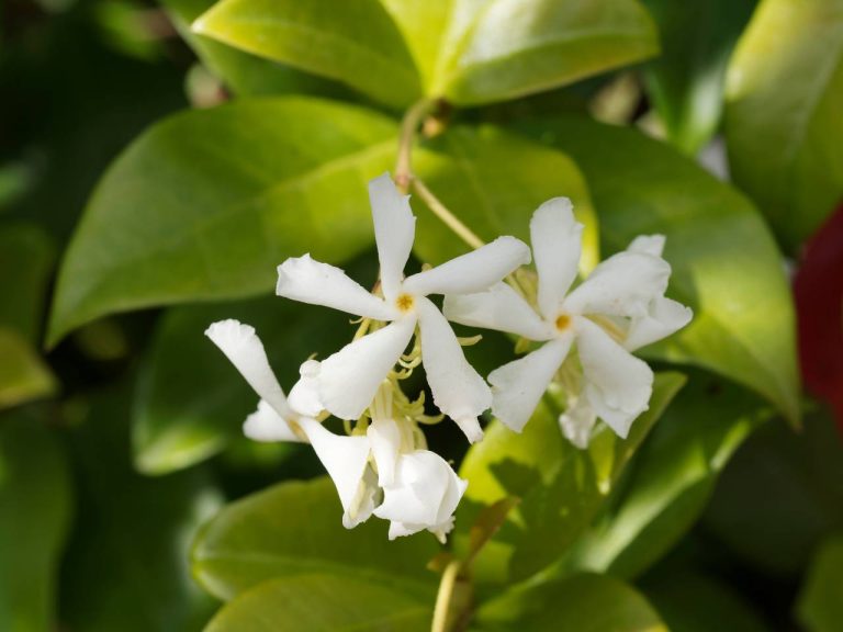Trachelospermum jasminoides