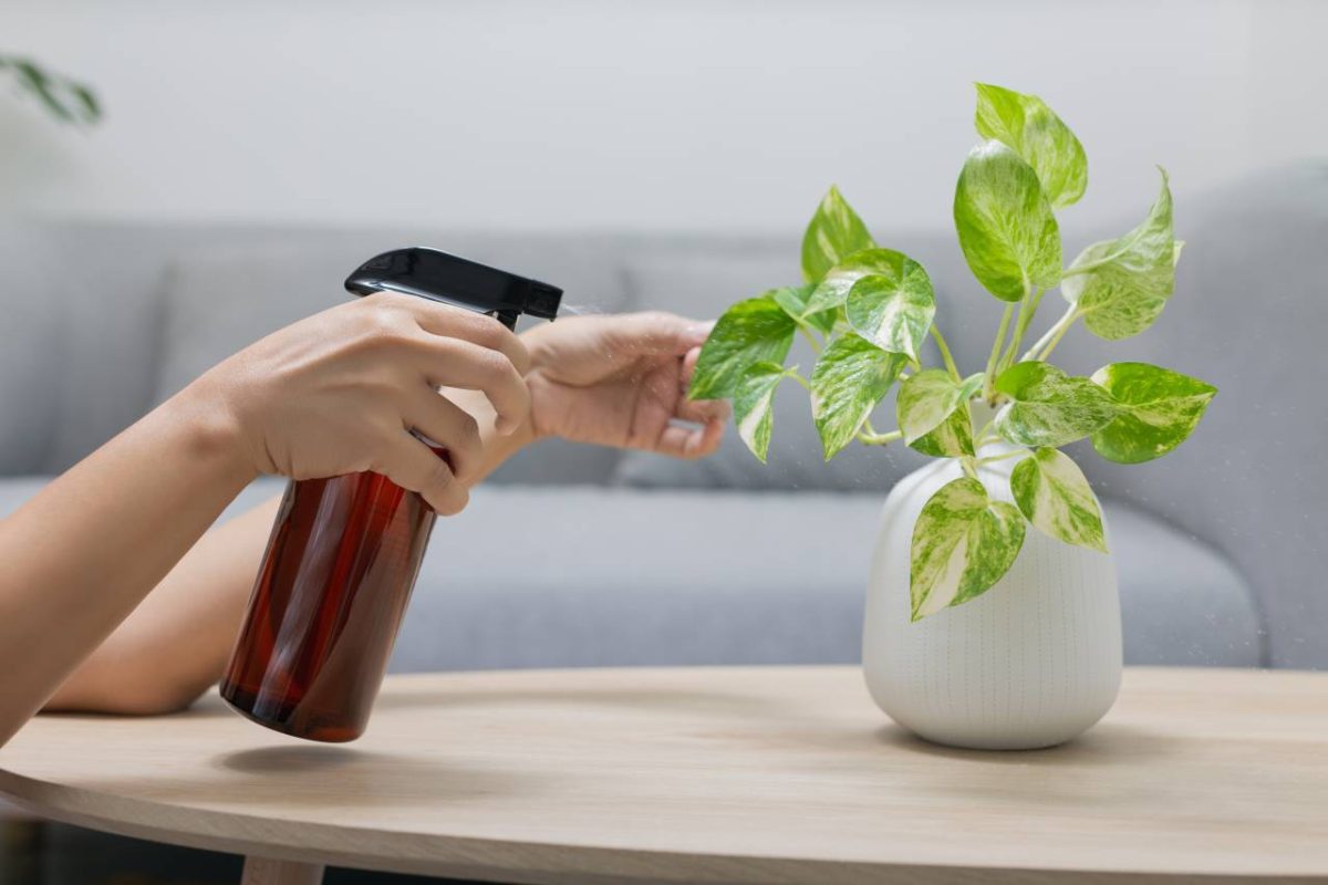 Pothos doré