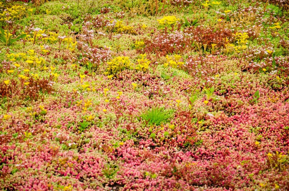 Sedum