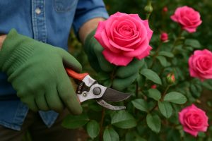 Tailler un rosier : le guide complet pour des roses magnifiques toute la saison