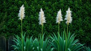 J'ai planté 4 graminées le long de ma clôture : 8 semaines plus tard, je ne voyais plus du tout mes voisins